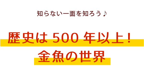 知らない一面を知ろう♪歴史は500年以上！金魚の世界