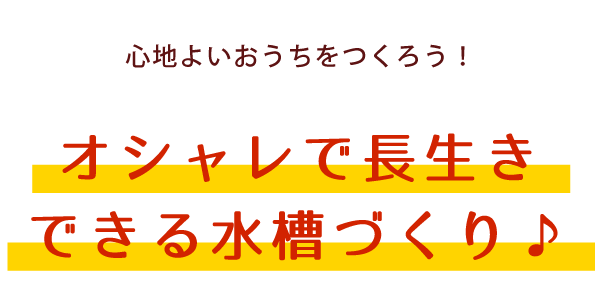 心地よいおうちをつくろう！オシャレで長生きできる水槽づくり♪