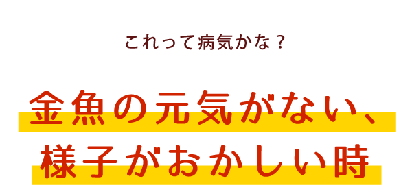 これって病気かな？金魚の元気がない、様子がおかしい時