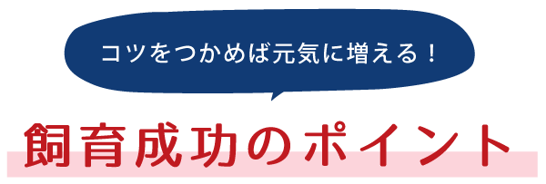 コツをつかめば元気に増える！飼育成功のポイント