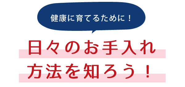 健康に育てるために！日々のお手入れ方法を知ろう！