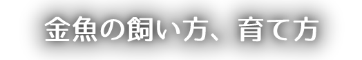 金魚の飼い方、育て方