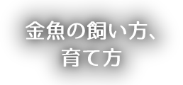 金魚の飼い方、育て方
