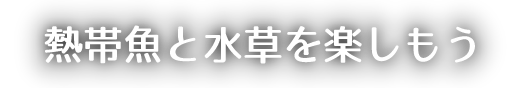 熱帯魚と水槽を楽しもう