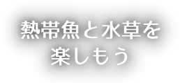 熱帯魚と水槽を楽しもう