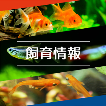 金魚・メダカ・熱帯魚の飼い方　飼育情報
