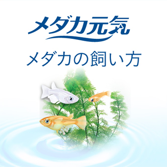 熱帯魚 観賞魚 用品 カタログ ジェックス株式会社
