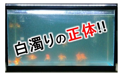 水が白く濁る原因 白濁りの原因を知り 正しく対処しよう