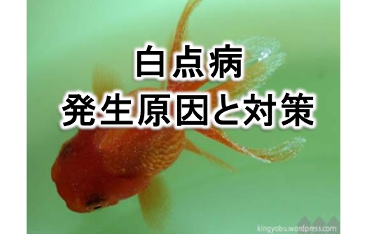 魚の病気 白点病について