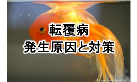 金魚がひっくり返る 転覆病の治療方法 予防方法について ジェックス