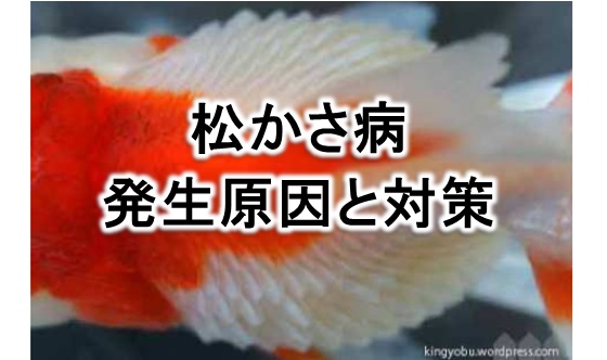 魚の病気 松かさ病について