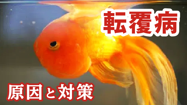 金魚 金魚の鼻上げについて考えてみよう