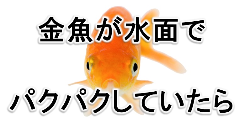 金魚 金魚の鼻上げについて考えてみよう