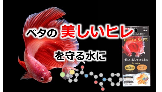 ベタ産卵 繁殖 稚魚が泳ぎだす