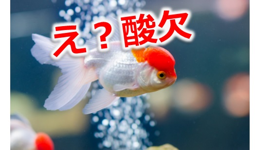 金魚の病気 水カビ病について