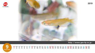 壁紙ダウンロード 熱帯魚 観賞魚 アクアリウム用品 ジェックス株式会社