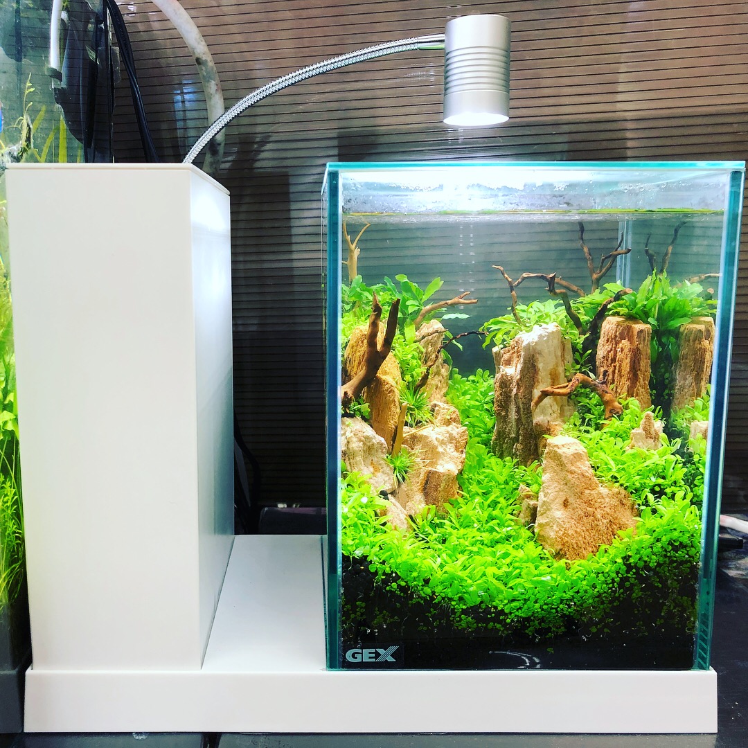 最大10万円分のギフト券がもらえる Aqua U レイアウトコンテスト 結果発表 熱帯魚 観賞魚 アクアリウム用品 ジェックス株式会社 最大10万円分のギフト券がもらえる Aqua U レイアウトコンテスト 結果発表 熱帯魚 観賞魚 アクアリウム用品 ジェックス株式会社