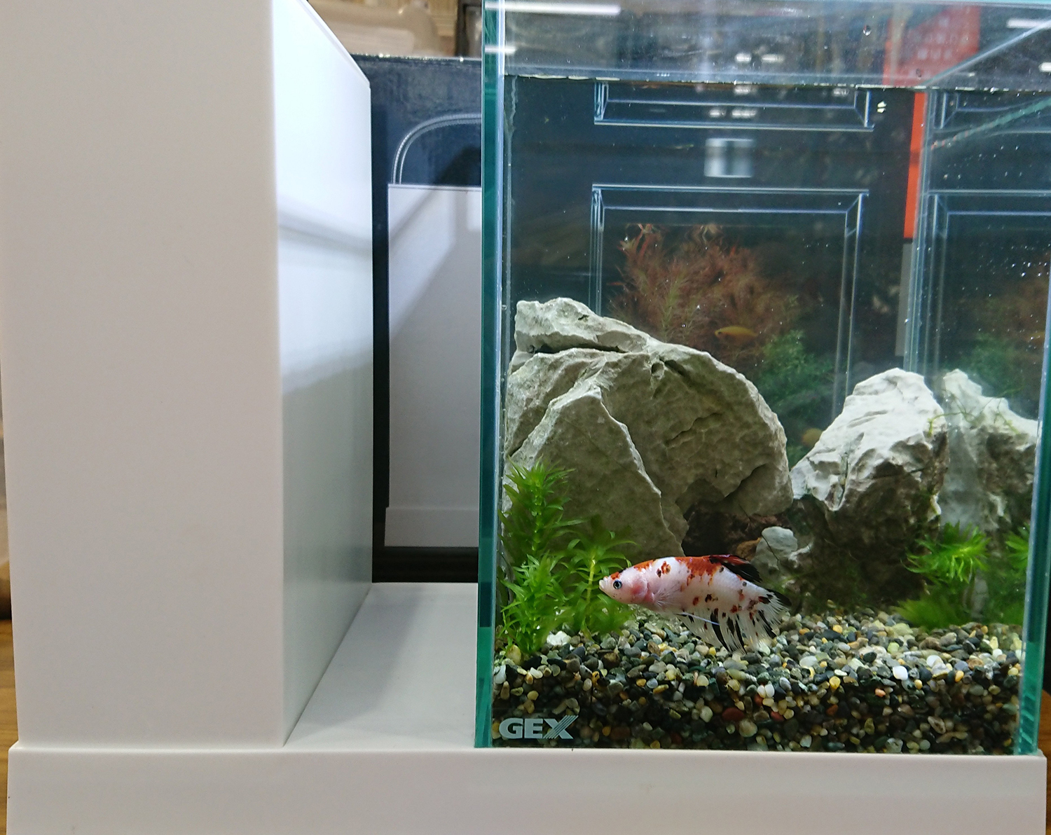 最大10万円分のギフト券がもらえる Aqua U レイアウトコンテスト 結果発表 熱帯魚 観賞魚 アクアリウム用品 ジェックス株式会社