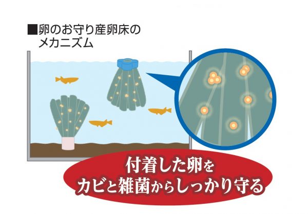 沈めて使える メダカ元気 卵のお守り産卵床