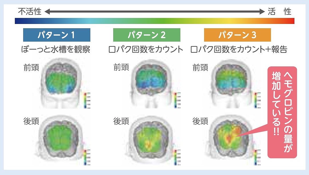 Gex Lab より 脳から見たアクアリウムの新しい効果