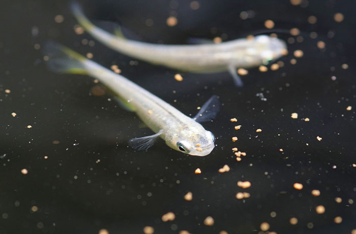 メダカ飼育に一番重要な エサ のポイントを解説 熱帯魚 観賞魚 アクアリウム用品 ジェックス株式会社