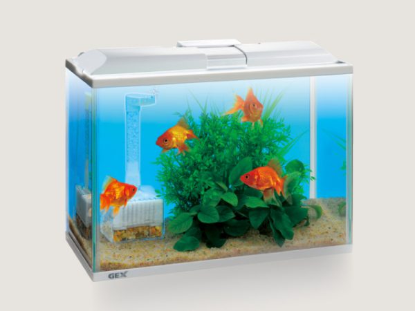 あなたの金魚にピッタリの水槽を探そう！