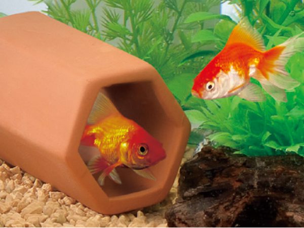オシャレ金魚水槽を作るコツ、教えます！