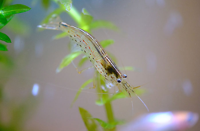 金魚の品種はさまざま 熱帯魚 観賞魚 アクアリウム用品 ジェックス株式会社