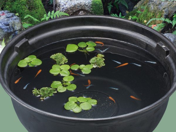 水温の変化には要注意！メダカの屋外飼育の月別ポイント