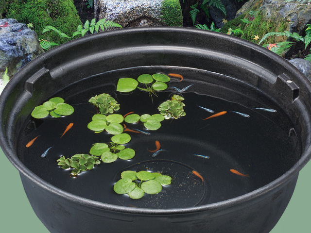 飼育に必要な用品は メダカの室内飼育のポイント 熱帯魚 観賞魚 アクアリウム用品 ジェックス株式会社