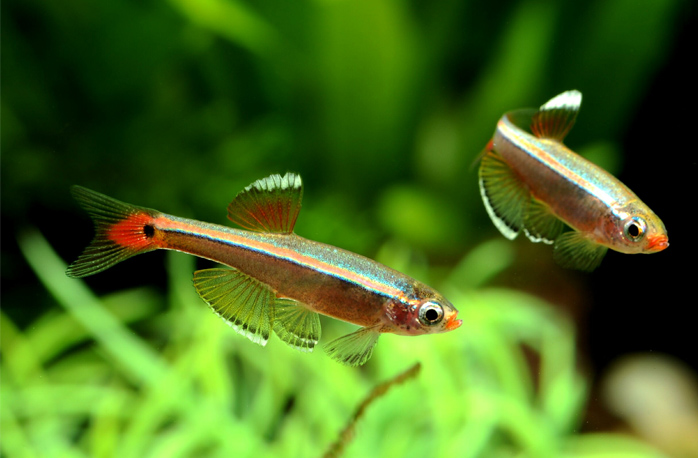 初心者に人気 おすすめの飼いやすい熱帯魚17種類をご紹介