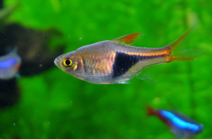 初心者に人気 おすすめの飼いやすい熱帯魚17種類をご紹介