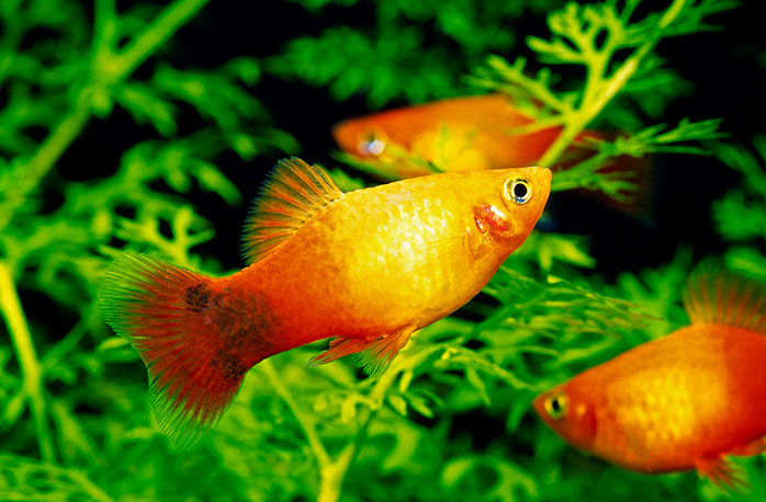 熱帯魚飼育が人気 初心者でも飼いやすいおすすめの17種類をご紹介 熱帯魚 観賞魚 アクアリウム用品 ジェックス株式会社