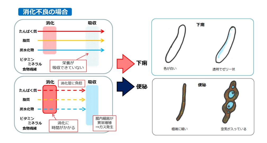 金魚にとって大切な 消化 を第一に考えたフードの誕生です