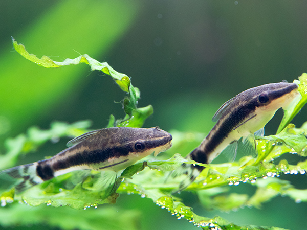 【コケ種類別】熱帯魚飼育におすすめのコケ取り名人