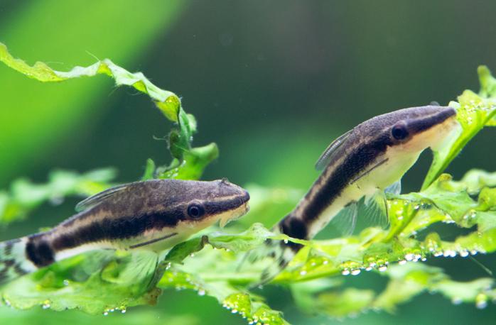 コケ種類別 熱帯魚飼育におすすめのコケ取り名人