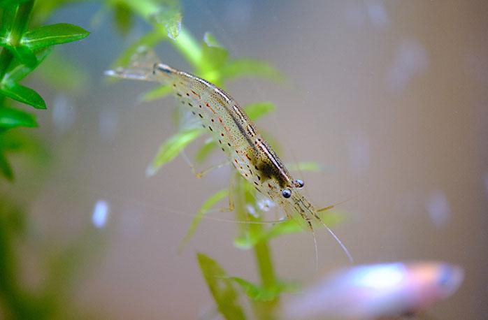 コケ種類別 熱帯魚飼育におすすめのコケ取り名人