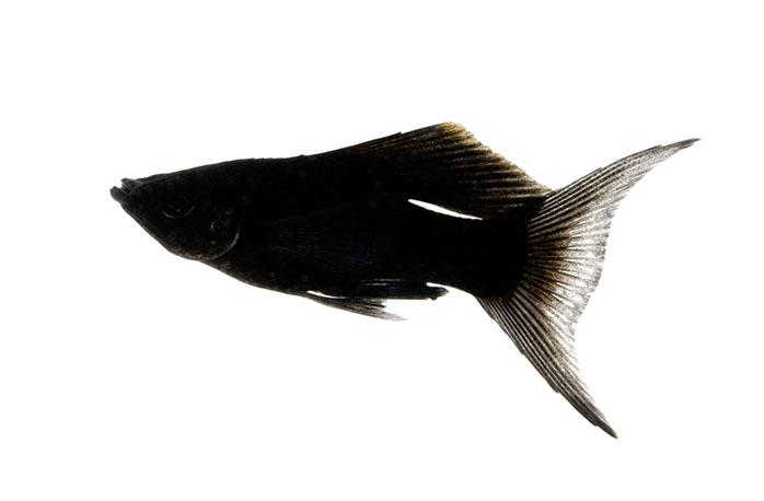 コケ種類別 熱帯魚飼育におすすめのコケ取り名人