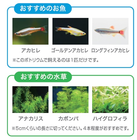 ボトリウム に出会わなかったらお魚を飼わなかった という方に届けたい ボトリウムネイチャーが発売です