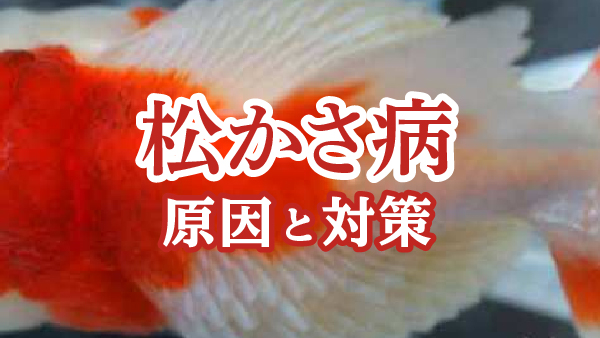 松かさ病は他の魚にうつる 原因と予防 治療方法について