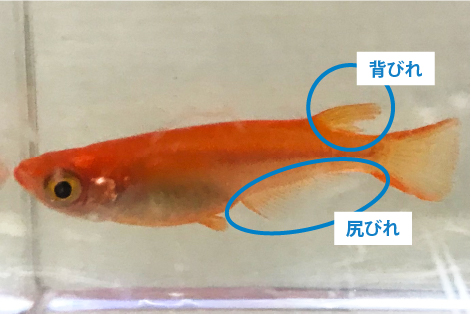 メダカのオス メスの見分け方と 簡単な選別方法 熱帯魚 観賞魚 アクアリウム用品 ジェックス株式会社