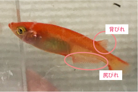 メダカのオス メスの見分け方と 簡単な選別方法 熱帯魚 観賞魚 アクアリウム用品 ジェックス株式会社