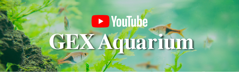 YOUTUBEチャンネル GEX Aquarium