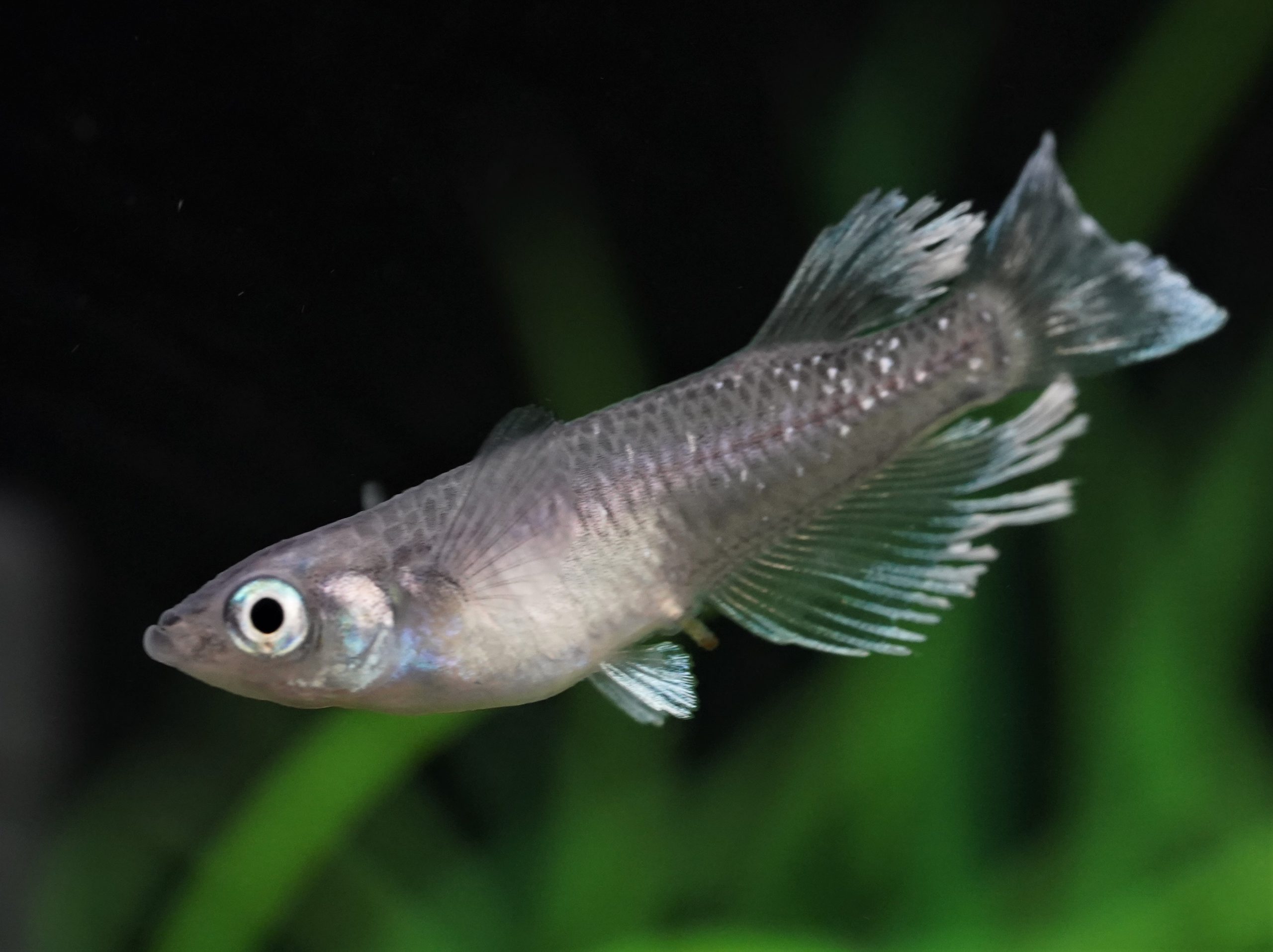 マリアッシュ 熱帯魚 観賞魚 アクアリウム用品 ジェックス株式会社
