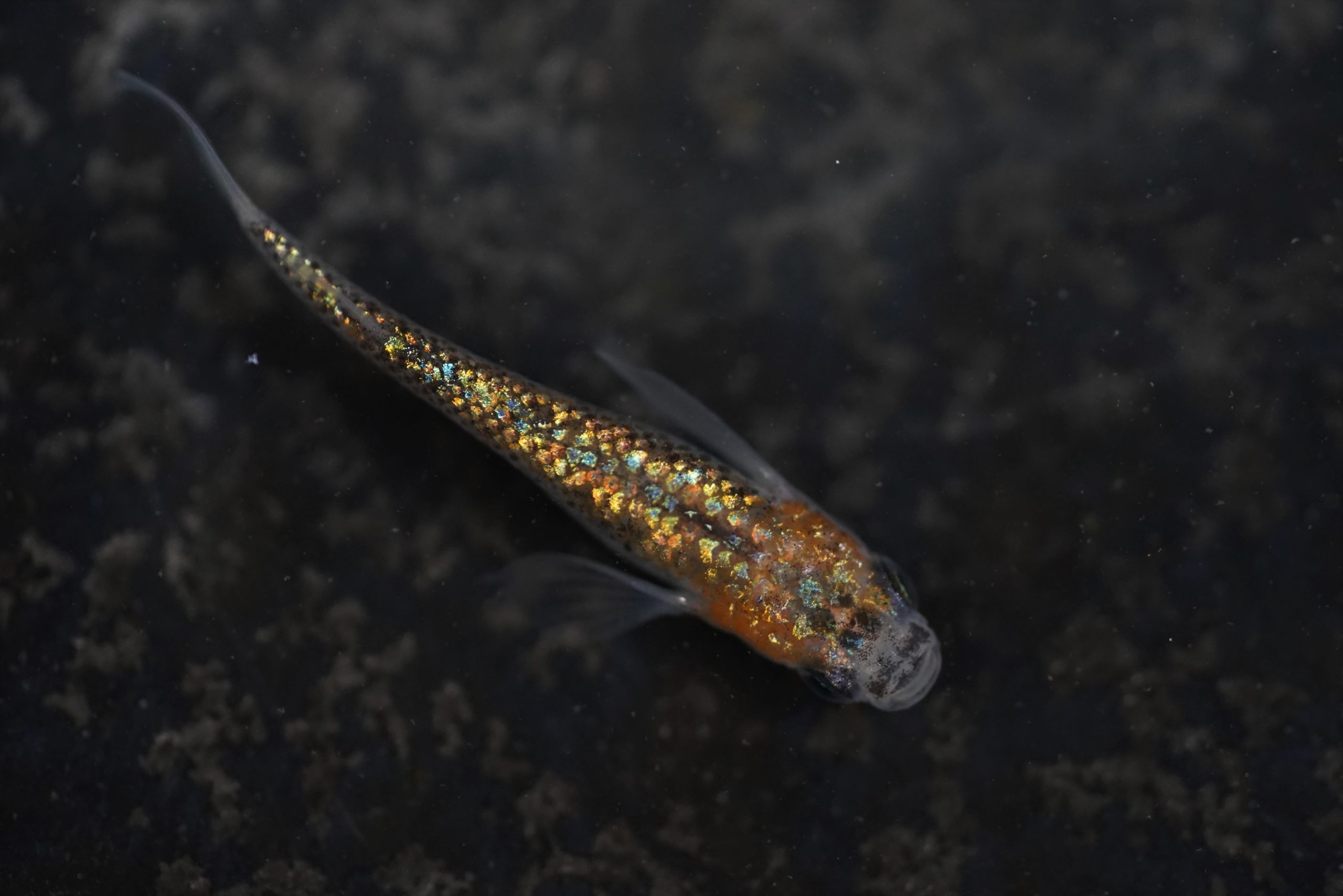 高級メダカ 毱花 マリハナ