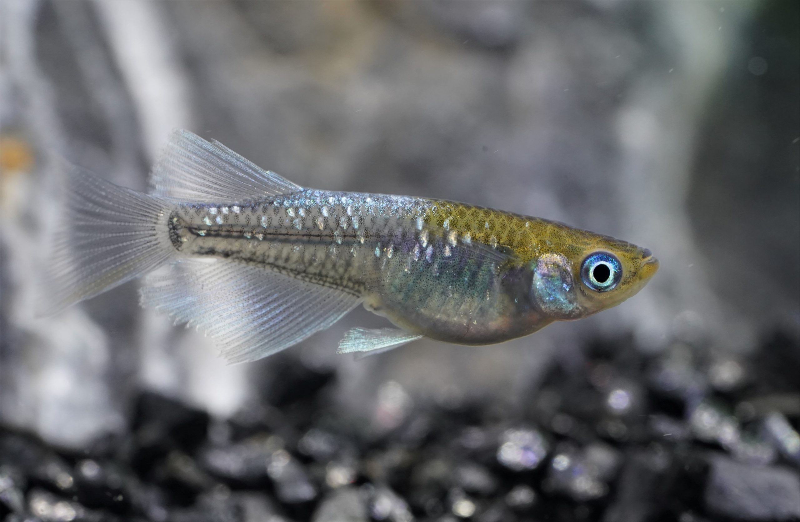 キングコブラ 熱帯魚 観賞魚 アクアリウム用品 ジェックス株式会社