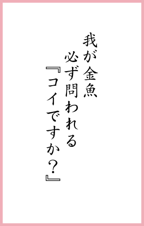 我が金魚 必ず問われる 『コイですか？』