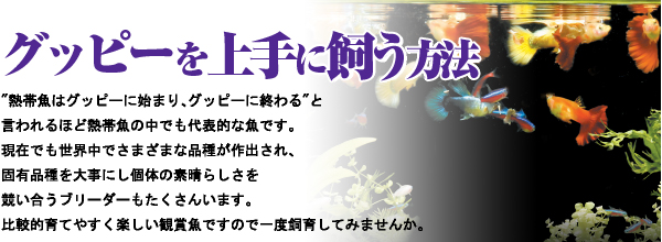 グッピーの飼い方 熱帯魚 飼育方法 アクアリウム用品情報