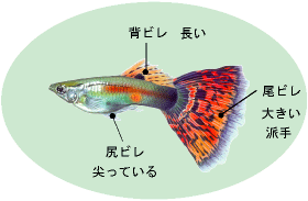 オス