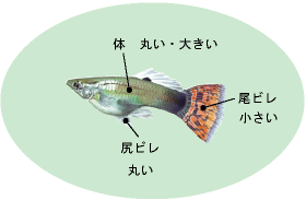 グッピーの飼い方 熱帯魚 飼育方法 アクアリウム用品情報